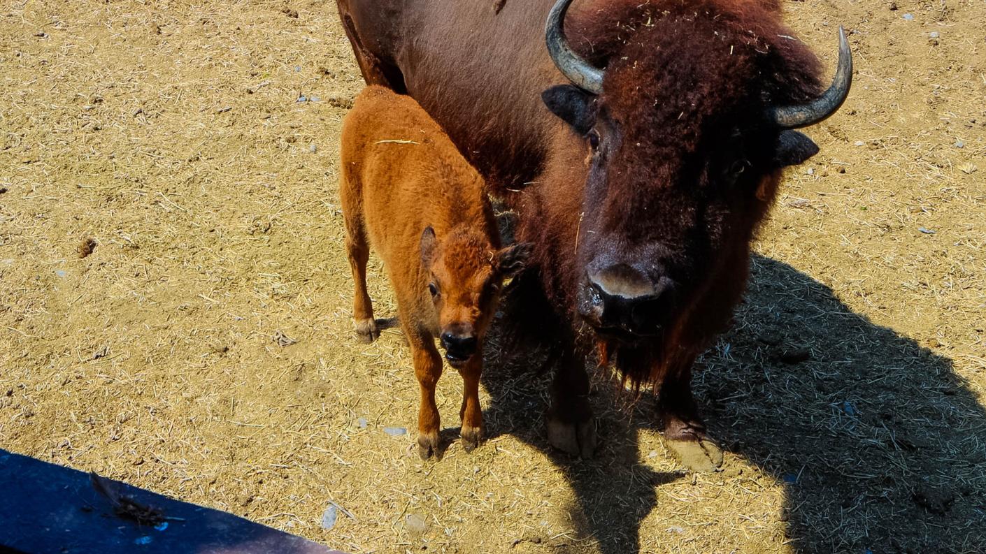 Nace bisonte hembra en Zoológico La Pastora ¡Ayúdanos a encontrarle un nombre!